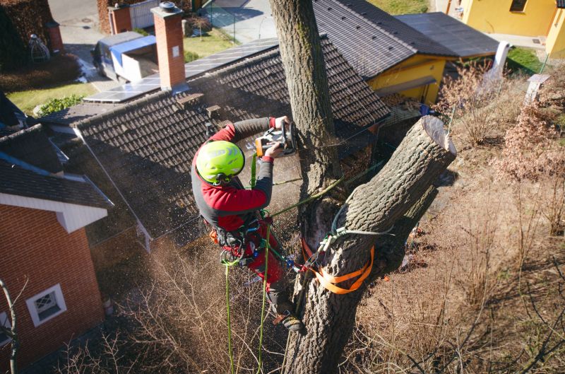 Arborist Pruning in Reno, NV