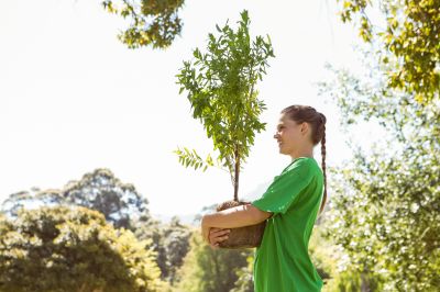 Cherry Tree Planting in Honolulu, HI