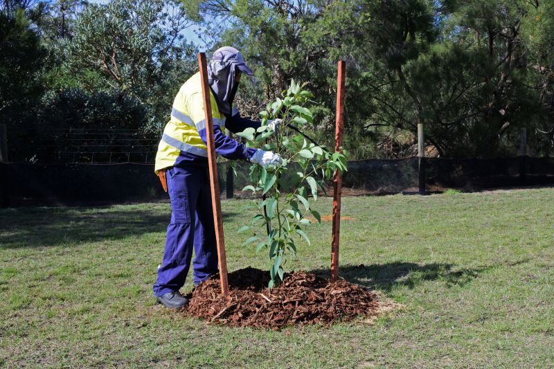 Cherry Tree Planting in Ventura County, CA