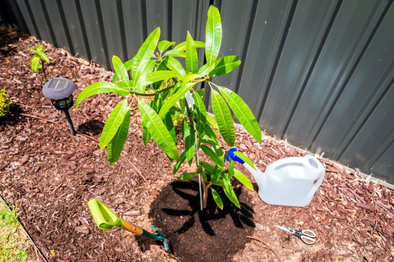 Dogwood Tree Planting in Ventura County, CA