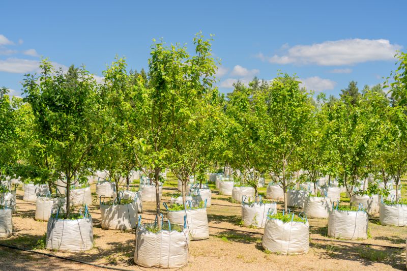 Oak Tree Planting in Ventura County, CA