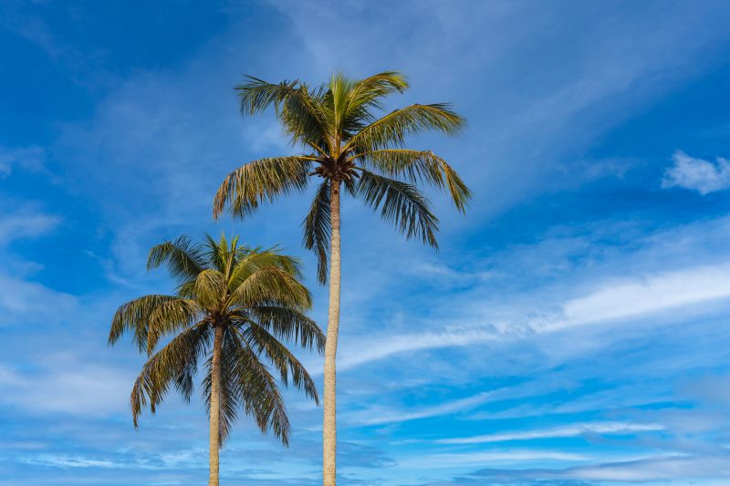 Pear Tree Planting in Honolulu, HI
