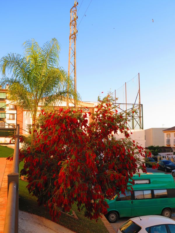 Privacy Shrub Planting in Ventura County, CA
