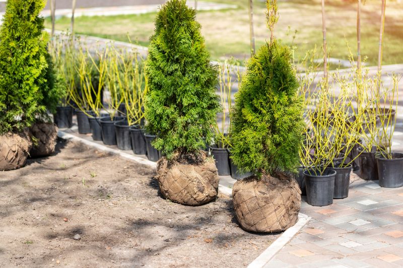 Privacy Shrub Planting in Honolulu, HI