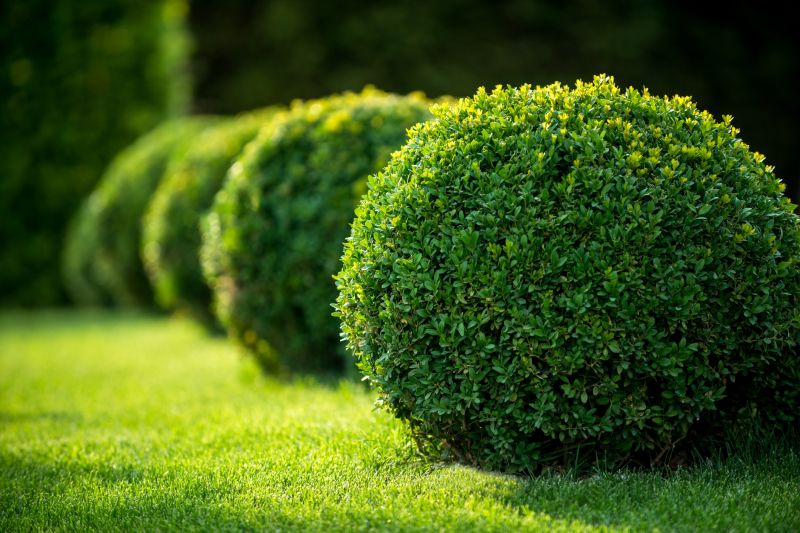 Privacy Shrub Planting in Honolulu, HI