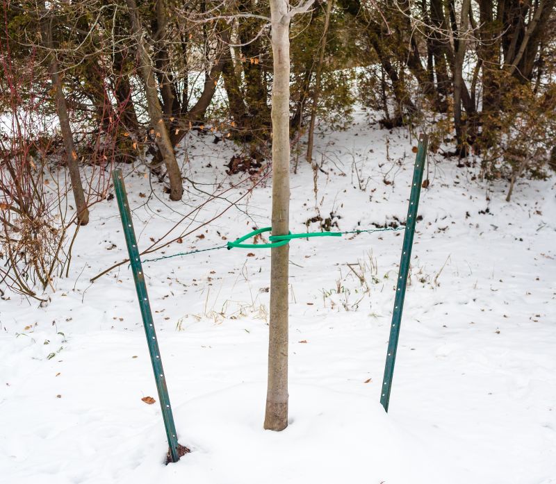 Tree Straightening Service in Reno, NV